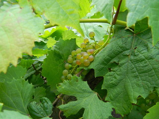 grape