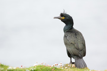 European shag (Phalacrocorax aristotelis) Calling and displaying, near nest, on rocky cliff at breeding colony
