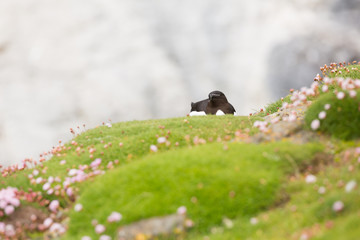 Obraz premium Razorbill (Alca torda) calling at breeding colony in wild flowers