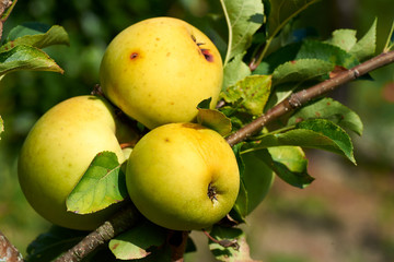 Three apples on a branch