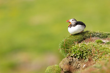 Atlantic Puffin (Fratercula artica) calling on vegitation near nest burrow