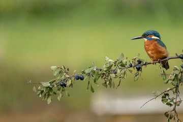 Kingfisher