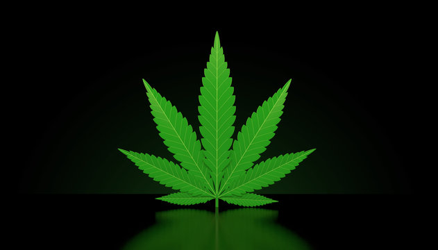 Cannabis leaf on black background