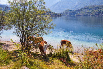 Kühe an einem See 2