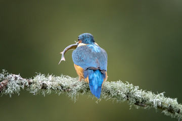 Kingfisher