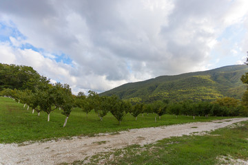 Peach orchard in Gelendzhik, Russia