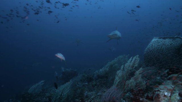 Reef Sharks swimming on the Edge of a coral reef. 4k Footage