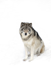 A lone Timber Wolf or Grey Wolf (Canis lupus) isolated on white background sitting in the winter snow in Canada