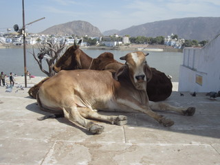 Life is quiet: sacred cows in Rajasthan