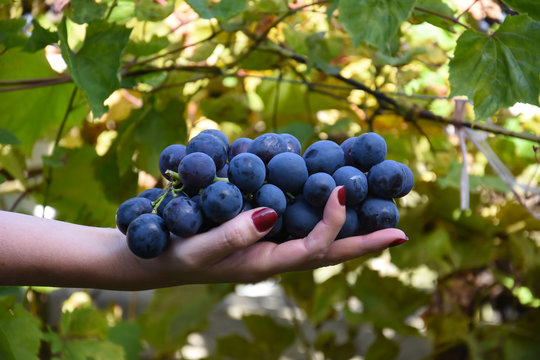 Bunch of ripe grapes in woman's hand. Woman hands with freshly harvested sweet grapes
