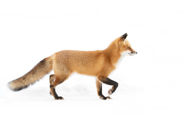 Red fox Vulpes vulpes with a bushy tail and orange fur coat isolated on white background hunting...