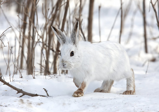 Snowshoe hare or Varying hare  (Lepus americanus) walking in winter in Canada