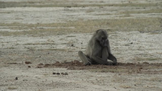 baboon sitting on the ground, foraging and eating
