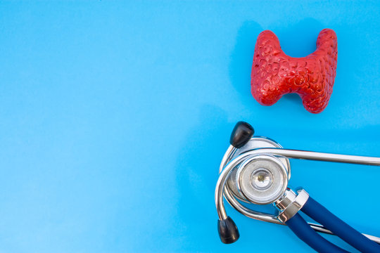Anatomic study model of thyroid gland and stethoscope on blue background occupy half of photo, in second half - empty space for titles. Medical concept photo for use in endocrinology, hormone science