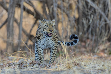 An African leopard (Panthera pardus pardus), South Luangwa, Zambia