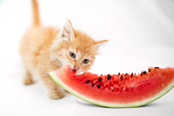 ginger kitten eating fruit watermelon
