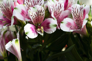 Pink Alstroemeria lilies flowers in garden, full bloom, in natural light.