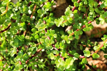 Elephant bushes, Portulacaria afra