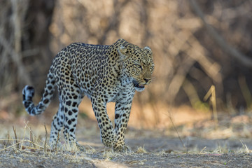 An African leopard (Panthera pardus pardus), South Luangwa, Zambia