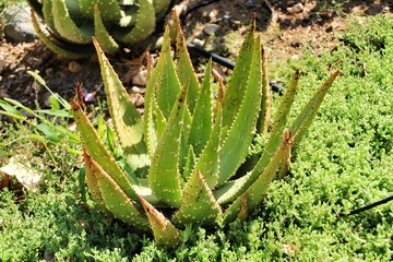 Aloe Ferox plant