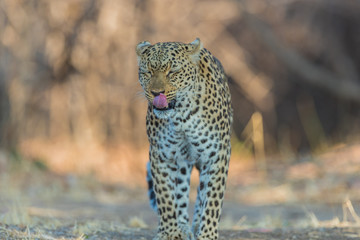 An African leopard (Panthera pardus pardus), South Luangwa, Zambia