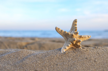 Starfish in the sand on the beach.