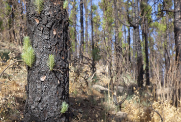 Gran Canaria, Las Cumbres