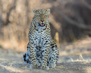 An African leopard (Panthera pardus pardus), South Luangwa, Zambia