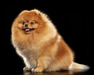 Pomeranian spitz Dog on Isolated Black Background in studio