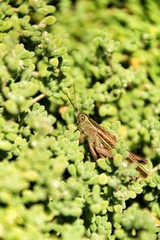 Grasshopper on green plant in the garden