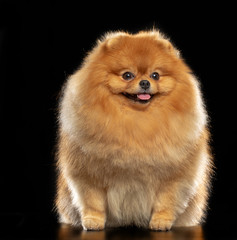 Pomeranian spitz Dog on Isolated Black Background in studio