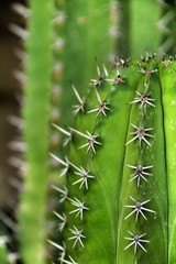 Cactus plant texture (Carnegiea gigantea) in the garden