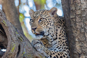 An African leopard (Panthera pardus pardus) in a tree, South Luangwa, Zambia