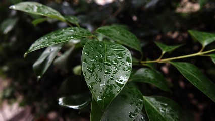 green leaf soaked in the rain