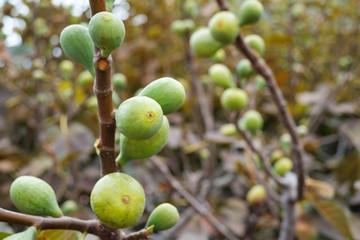 Figs on the branch of a fig tree ,
