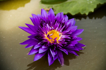 King of Siam