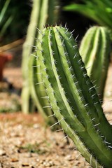 Cactus plant (Carnegiea gigantea) in the garden