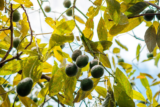 avocado fruits hanging on tree