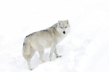 Fototapeta premium A lone Arctic wolf (Canis lupus arctos) isolated on white background walking in the winter snow in Canada