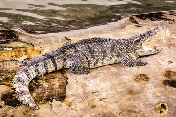Big crocodile with open mouth