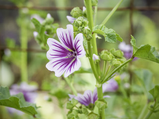 Purple and white hollyhock mallow or zebra mallow blooming in the garden