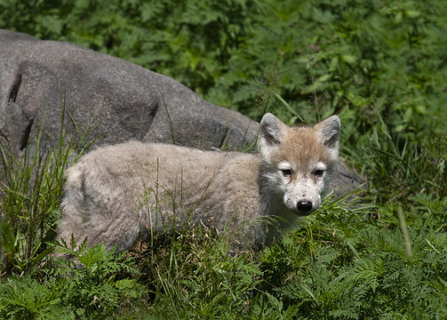A lone Arctic wolf (Canis lupus arctos) pup standing on a rocky cliff in summer in Canada