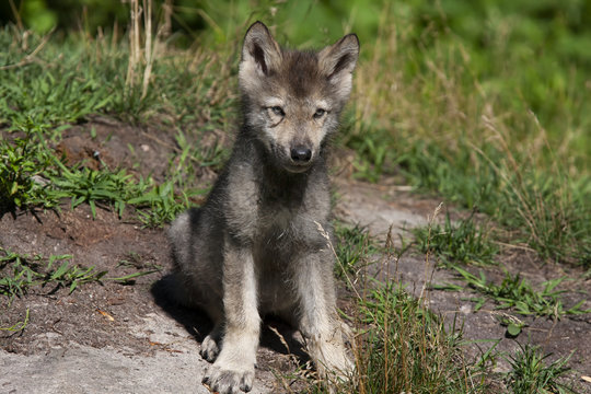 A lone Arctic wolf (Canis lupus arctos) pup standing on a rocky cliff in summer in Canada