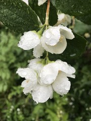 After the rain in the garden in spring. Russia. St. Petersburg 1