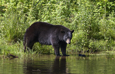 Obraz na płótnie Canvas Black bear (Ursus americanus) entering the pond in the meadow in autumn in Canada