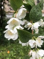 After the rain in the garden in spring. Russia. St. Petersburg 2