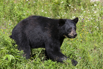 Black bear (Ursus americanus) walking through the meadow in summer in Canada