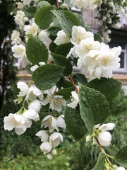 After the rain in the garden in spring. Russia. St. Petersburg 3