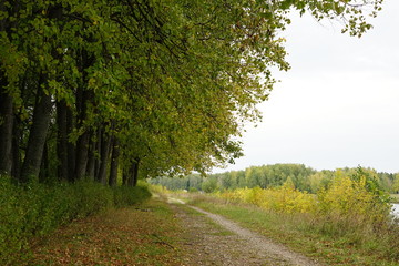 Fototapeta premium autumn