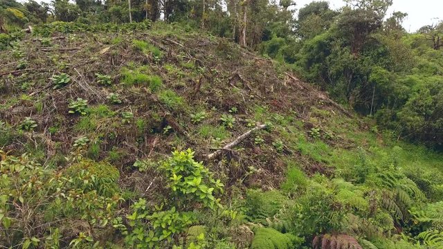 Aerial shot of a a clearing cut from montane rainforest to plant  Naranjilla (Solanum quitoense) used locally to make fruit juices. Near Cosanga on the Amazonian slopes of the Andes, Ecuador.